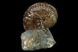 Red, Iridescent Discoscaphites Gulosus Ammonite - South Dakota #155430-2